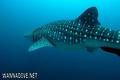 foto de buceo