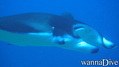 foto de buceo