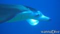 foto de buceo