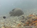 foto de buceo
