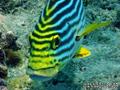 foto de buceo