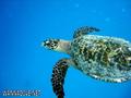 foto de buceo