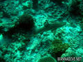 foto de buceo