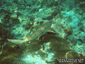 foto de buceo