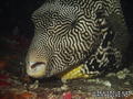 foto de buceo