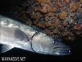 foto de buceo