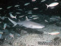 foto de buceo
