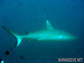 foto de buceo