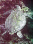 foto de buceo