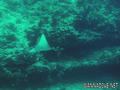 foto de buceo