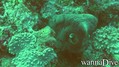 foto de buceo