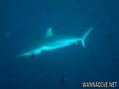 foto de buceo