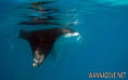 foto de buceo