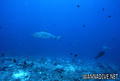 foto de buceo