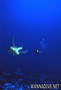 foto de buceo