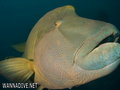foto de buceo