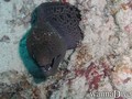 foto de buceo