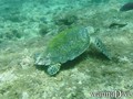 foto de buceo
