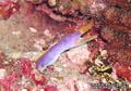 foto de buceo