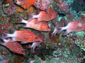 foto de buceo