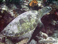 foto de buceo