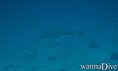 foto de buceo