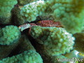 foto de buceo