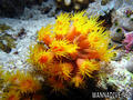 foto de buceo