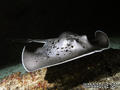 foto de buceo