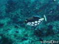 foto de buceo