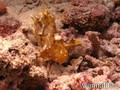foto de buceo