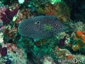 foto de buceo
