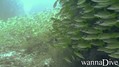 foto de buceo