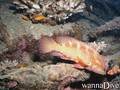 foto de buceo