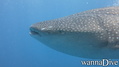 foto de buceo