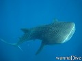 foto de buceo