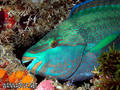 foto de buceo
