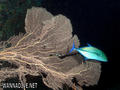 foto de buceo