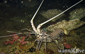 foto de buceo