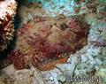 foto de buceo