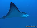 foto de buceo