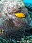 foto de buceo