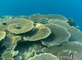 foto de buceo