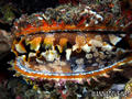 foto de buceo