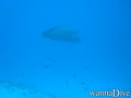 foto de buceo