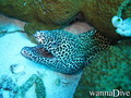 foto de buceo