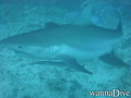 foto de buceo