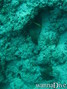 foto de buceo