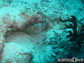 foto de buceo