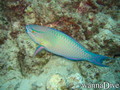 foto de buceo